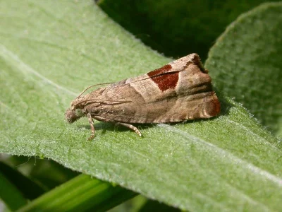 Notocelia uddmanniana