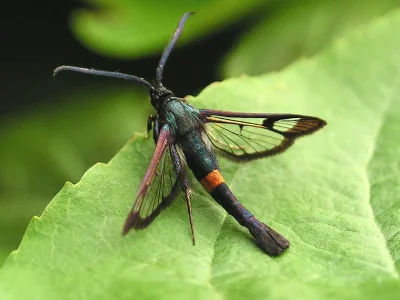 Synanthedon myopaeformis