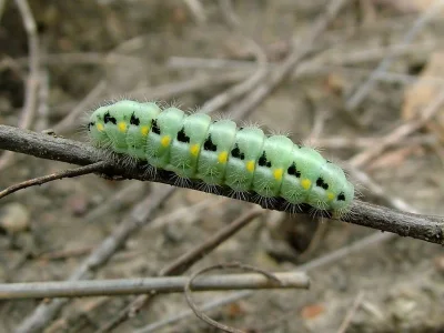Zygaena (Agrumenia) carniolica