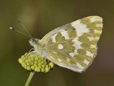 Pontia edusa