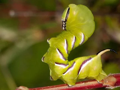 Sphinx ligustri
