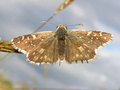 Pyrgus alveus