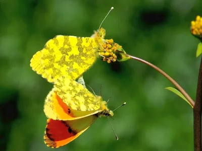 Anthocharis (Anthocharis) damone