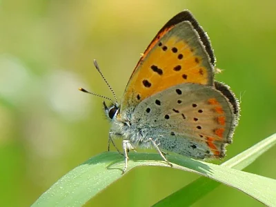 Lycaena (Heodes) ottomanus