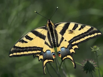 Papilio (Papilio) alexanor
