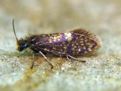 Eriocrania (Eriocrania) sparrmannella