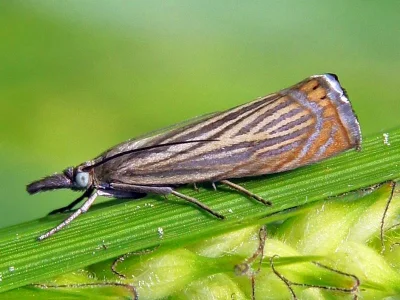 Chrysoteuchia culmella