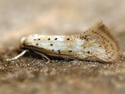 Elachista (Aphelosetia) pollinariella
