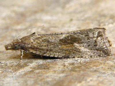 Endothenia ericetana