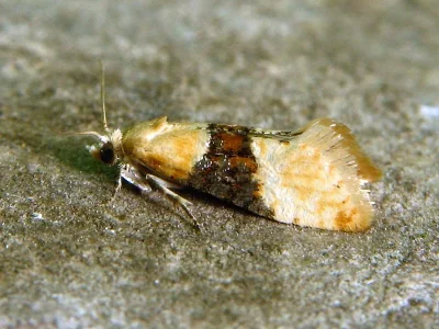 Eupoecilia ambiguella