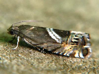 Grapholita (Grapholita) jungiella