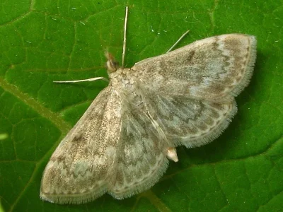 Anania perlucidalis