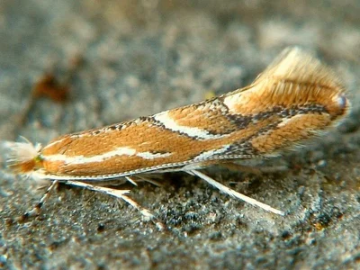 Phyllonorycter corylifoliella