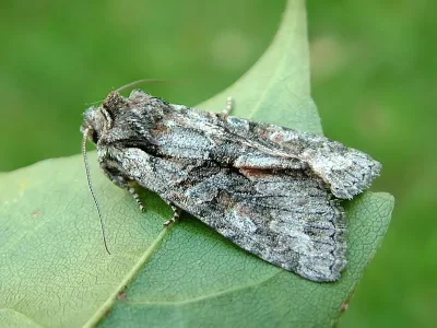 Dichonia (Dichonia) convergens