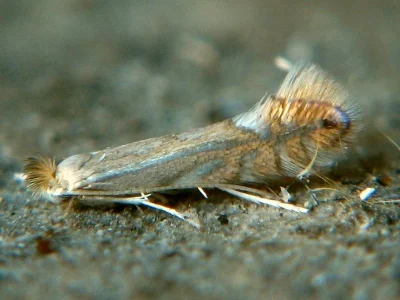 Phyllonorycter quercifoliella