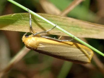 Eilema (Katha) depressa