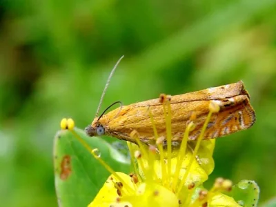Lathronympha strigana
