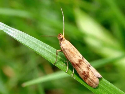 Homoeosoma sinuella