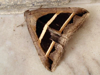 Grammodes bifasciata