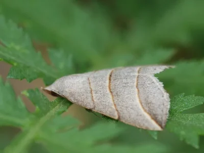 Colobochyla salicalis
