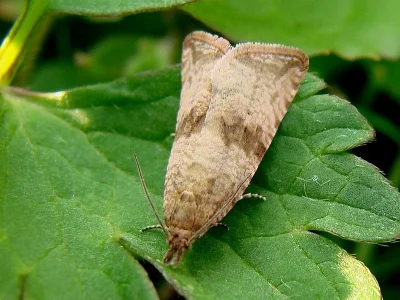 Celypha striana