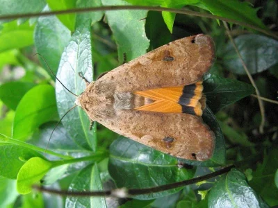 Noctua pronuba