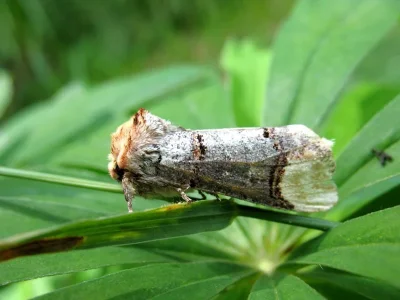 Phalera bucephala