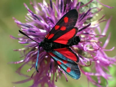 Zygaena (Zygaena) angelicae
