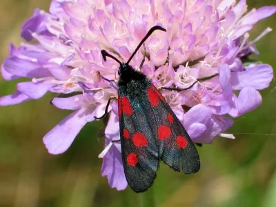 Zygaena (Zygaena) lonicerae