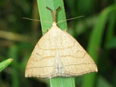 Polypogon tentacularia
