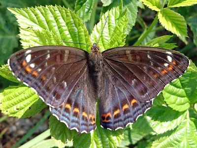 Limenitis populi