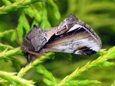 Pheosia gnoma
