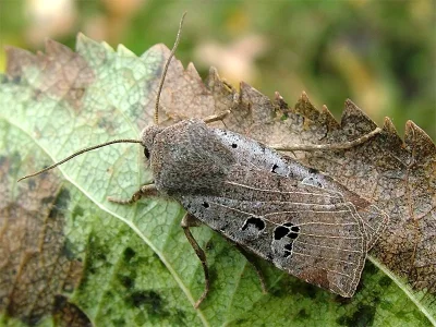 Conistra (Conistra) rubiginosa
