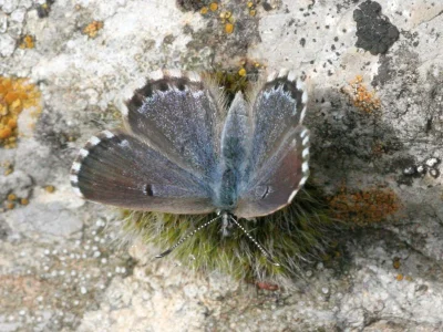 Pseudophilotes abencerragus