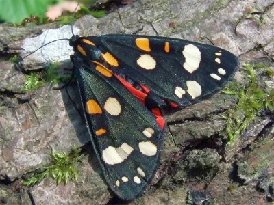 Callimorpha dominula