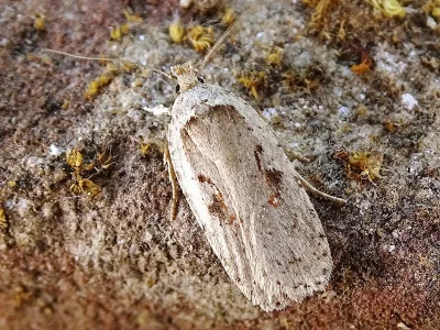 Agonopterix ocellana