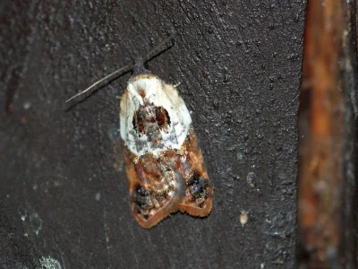 Acleris variegana