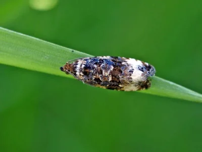 Endothenia marginana