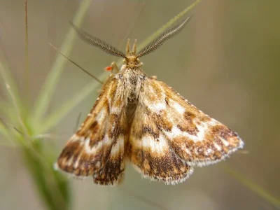 Synaphe moldavica