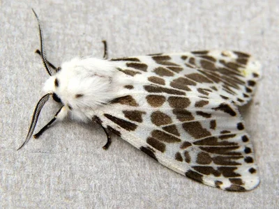 Hyphantria cunea