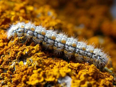 Eilema (Manulea) palliatella