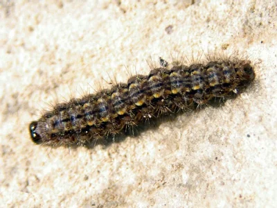 Eilema (Eilema) caniola