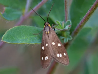 Dysauxes (Adauctis) punctata