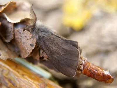 Canephora hirsuta
