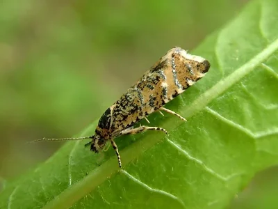 Phiaris stibiana