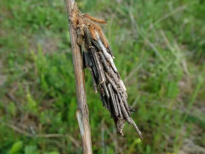 Pachythelia villosella