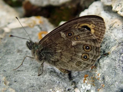 Lasiommata maera