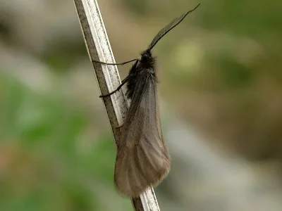 Heterogynis penella