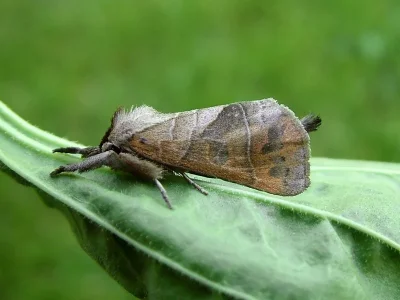 Clostera anastomosis