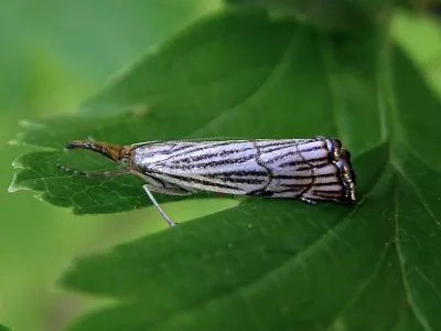 Chrysocramboides craterella